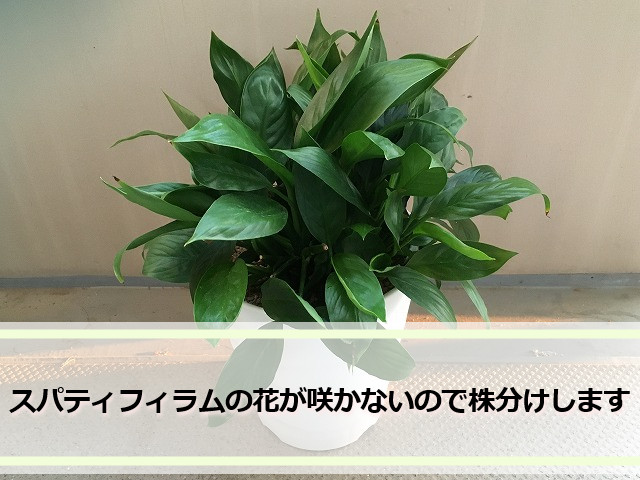 花が咲かなくなったスパティフィラム