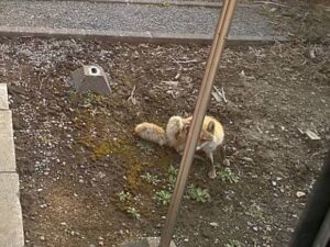 庭に現れたキタキツネ