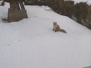 庭に現れたキタキツネ