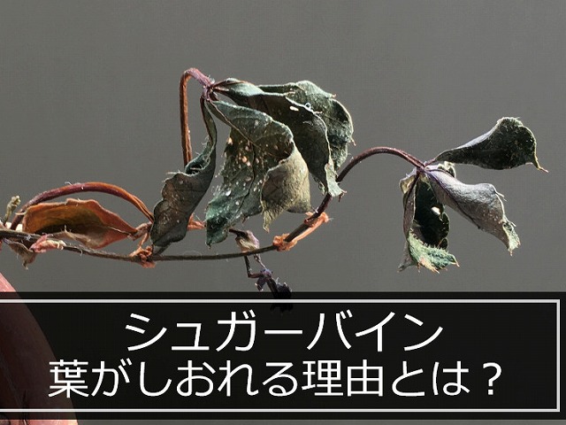 葉がしおれたシュガーバイン