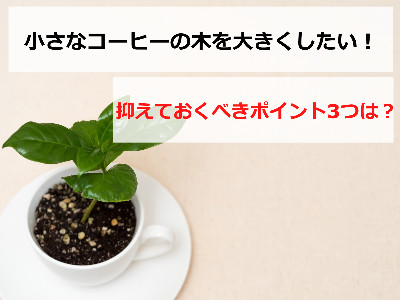 小さなコーヒーの木