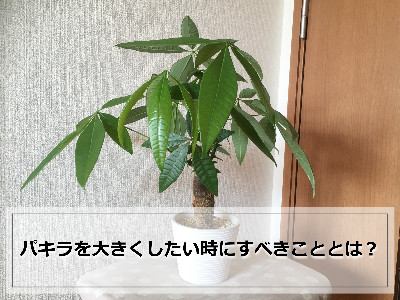 室内のスツールの上に置いたパキラ