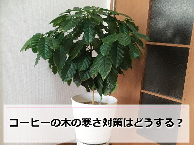 コーヒーの木の寒さ対策