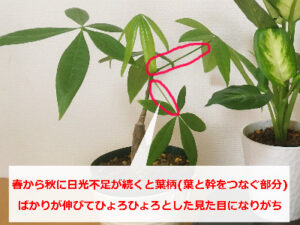 やや徒長気味のパキラさん