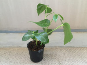 植え替え前のブラッサイア
