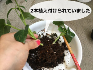 ブラッサイアの根鉢を崩す