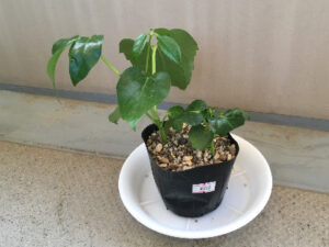 植え替え後のブラッサイア