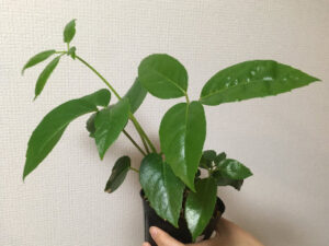 つやつやの葉が可愛いブラッサイア