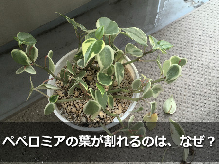 ペペロミア・セルペンス