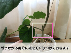 麻紐をウンベラータの節に括り付ける