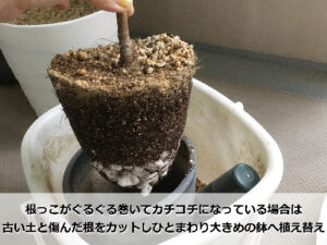 アルテシマの根鉢(ねばち)