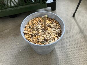 枯れた観葉植物