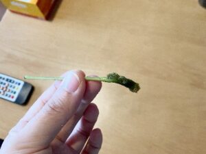 腐敗した挿し木