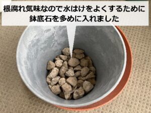 多めに入れた鉢底石