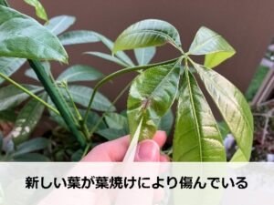 葉焼けによってきれいに開かなかったパキラの新葉