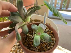 ハオルチアの胴切り中