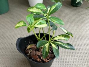 植え替え前の弱った観葉植物