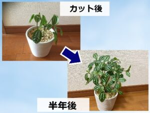 ピレアの切り戻し剪定【ビフォーアフター】