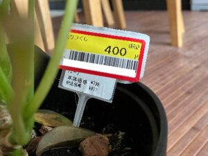 見切り品の観葉植物に刺さっていたプレート