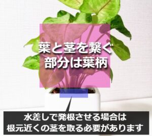 シンゴニウムの葉柄と茎の説明