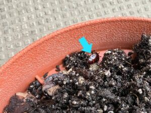 土の中から出てきた光沢のある虫