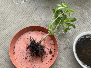 根鉢を崩した観葉植物