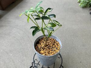 植え替え後の観葉植物