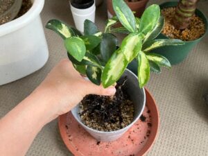 水はけの良い土で植え付ける