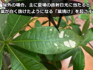 葉焼けしたパキラ