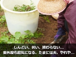 雑草を抜く人