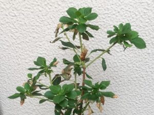 枯れてきたドウダンツツジ