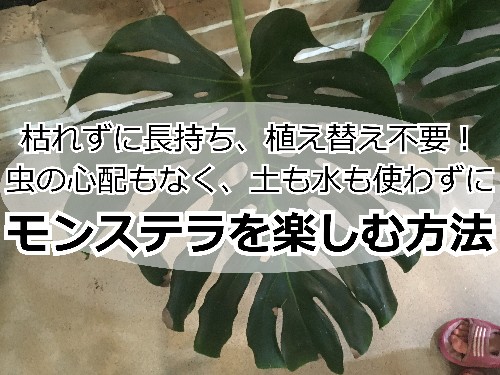 モンステラの葉