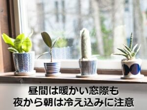 窓際に置いた観葉植物