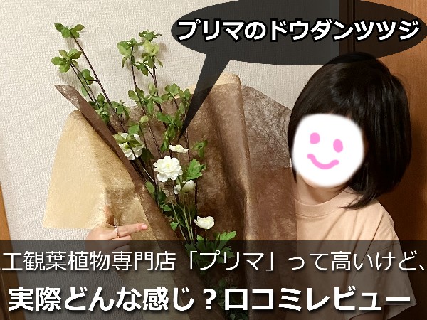 プリマで買ったドウダンツツジ