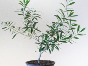 鉢植えのオリーブの木