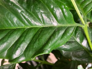 コーヒーの木の葉に付着したコナカイガラムシ