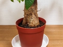 パキラの幹