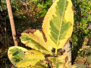 葉が茶色くなったゴムの木(アルテシマ)