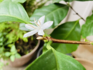 コーヒーの木に咲いた花