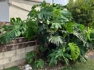 沖縄の民家前に植えられたモンステラ