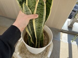 カットしたサンスベリアを植え付け