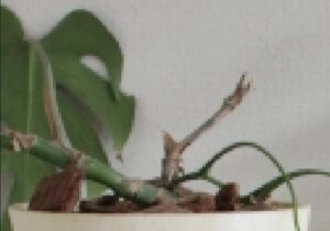 茎だけのモンステラ