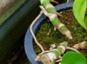 モンステラの茎