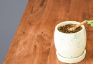 茎だけ残ったモンステラ