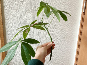 伸びすぎたパキラをカット