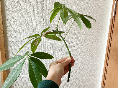 伸びすぎたパキラをカット