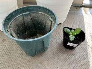 バジルの苗とスリット鉢