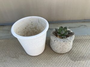 植え替え前のハオルチア