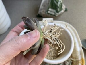 鉢から取り出したハオルチア