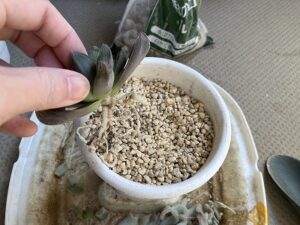 ハオルチアの植え替え